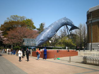 国立科学博物館・シロナガスクジラ