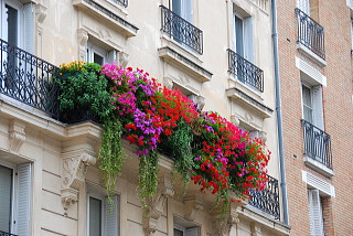 パリ・ベランダに飾られた花