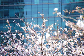 アークヒルズの桜